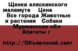 Щенки аляскинского маламута  › Цена ­ 15 000 - Все города Животные и растения » Собаки   . Мурманская обл.,Апатиты г.